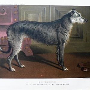 Fine Antique Prints cassells dogs deerhound