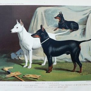 Fine Antique Prints cassells dogs english terriers