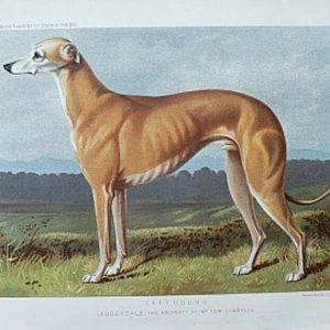 Fine Antique Prints cassells dogs greyhound lg