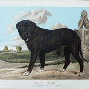 Fine Antique Prints cassells dogs mastiff