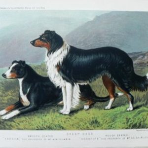 Fine Antique Prints cassells dogs sheep