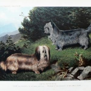 Fine Antique Prints cassells dogs skye