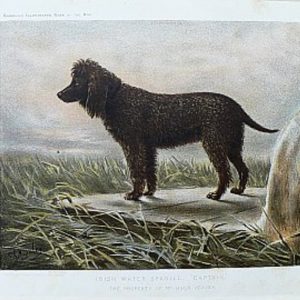 Fine Antique Prints cassells dogs water