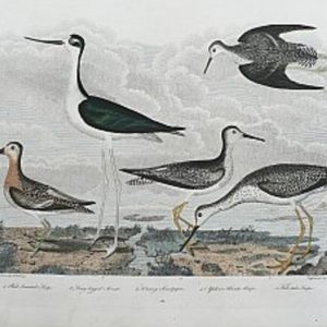 wilson snipeavocetlg