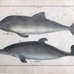 Bonneterre and Panckouke (Dolphin). Tableau Encyclopedique - Cetologie. Paris 1788