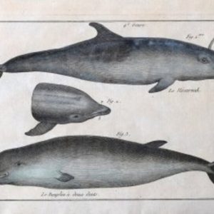 Bonneterre and Panckouke (Dolphins). Tableau Encyclopedique - Cetologie. Paris 1788