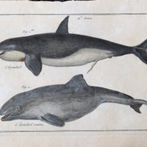 Bonneterre and Panckouke (Orca Whale). Tableau Encyclopedique - Cetologie. Paris 1788