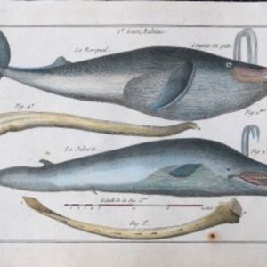 Bonneterre and Panckouke (Rorqual Whale). Tableau Encyclopedique - Cetologie. Paris 1788