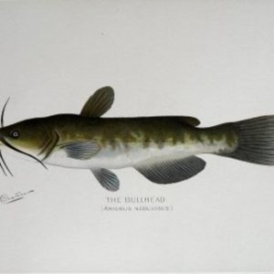 S.F. Denton (The Bullhead) Game Fish of New York State. 1897-1907
