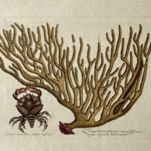 Mark Catesby (Sponge crab, sea fan coral) A Natural History… London, 1754. Framed