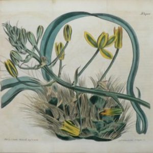 1481 (Albuca) the Botanical Magazine. London, 1812.