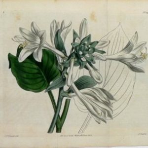 1433 (Day Lily of Japan) The Botanical Magazine. London, 1812.