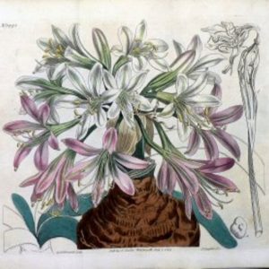 1443 (Brunsfigia) The Botanical Magazine. London, 1812.