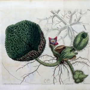 1447 (Euryale) The Botanical Magazine. London, 1812.