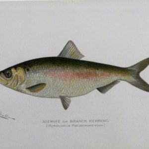 S. F, Denton (Alewife) Game Fish of New York State. 1897-1907