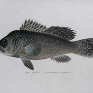 S.F. Denton (Sea Bass) Game Fish of New York State. 1895-1907