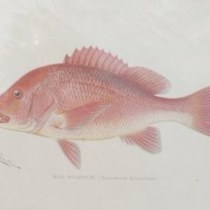 S.F. Denton (Red Snapper) Game Fish of New York State. 1895- 1907