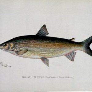 S.F. Denton. (White Fish) Game Fish of New York State, 1895-1907
