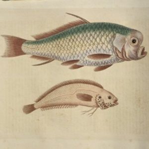 (Spur Fish) Gleanings of Natural History. London 1758-64