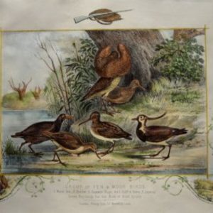 (Group of Fen & Moor Birds) Henry Downes Miles. The Book of Field Sports... London, Henry Lea, c. 1870