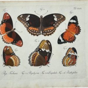 Tab CLIX ...Schemetterlinge. Berlin, 1783-1806