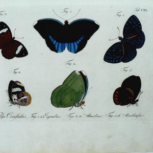 Tab CXL ...Schmetterlinge. Berlin, 1783-1806