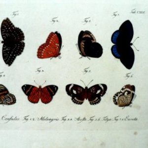 Tab CXLV ...Schemetterlinge. Berlin, 1783-1806