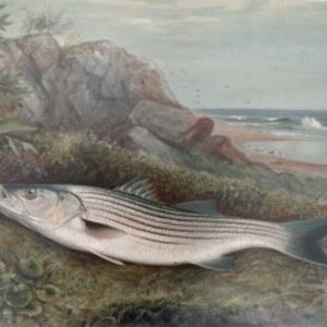Samuel Kilbourne. Striped Bass. Game Fishes of the United States. New York: Scriber & Sons, 1878-1881