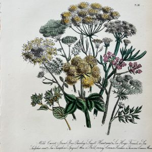 a lovely grouping of wild vegetables