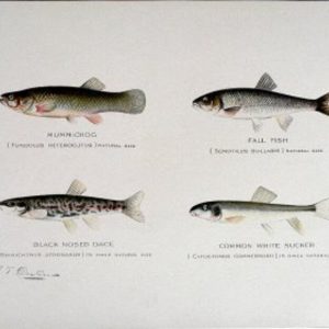 S.F. Denton (Mummichog, etc) Game Fish of New York State. 1897-1907