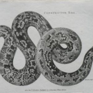 George Shaw (Constructor Boa) General Zoology... London, 1800-1826