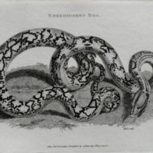 George Shaw. (Embroidered Boa) General Zoology... London, 1800-1829