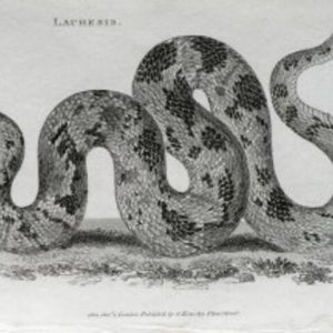 George Shaw. (Lachesis) General Zoology... London, 1800-26