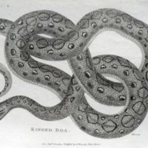 George Shaw. (Ringed Boa) General Zoology... London, 1800-1826