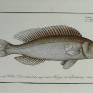 CCXCII (Wrasse) ...der Fische...Berlin (1785-1797)