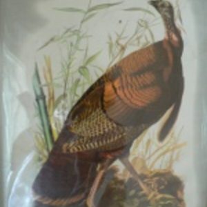 Audubon, John James. The Birds of America. NY: The Macmillan Company, 1967