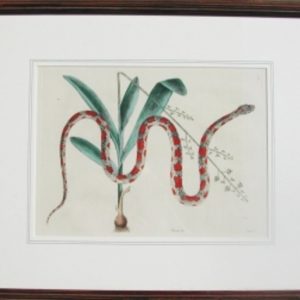 Pl. 2.55 Corn Snake. The Natural History of Carolina...London: 1771.