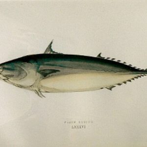 (Bonito) ...Fishes of the British Islands. London, 1877