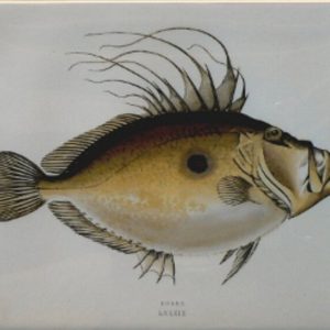 (Doree) ...Fishes of the British Islands. London, 1877