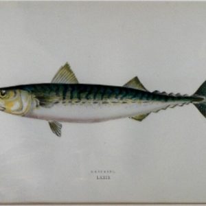 (Mackerel) ...Fishes of the British Islands. London, 1877
