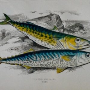 (Spanish Mackarel) ...Fishes of the British Islands. London, 1877