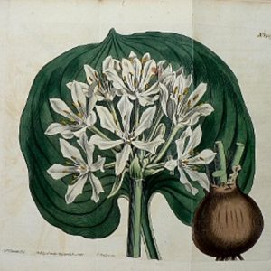 No. 1419 (Pancratium) Botanical Magazine. London, 1811.