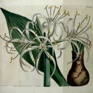 No. 1467 (Sea-Daffodil) Botanical Magazine. London, 1812.