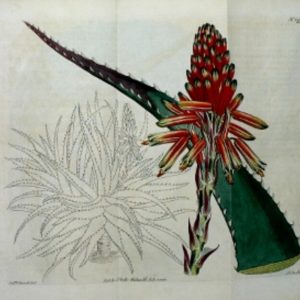 No. 1474 (Aloe) Botanical Magazine. London, 1812.