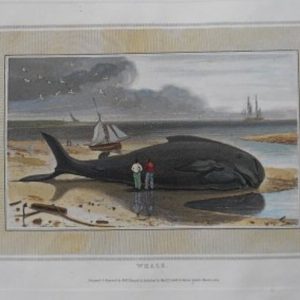 Whaling