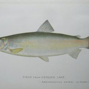 S.F. Denton (Cisco) Game Fish of New York State, 1895-1907