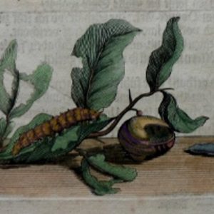 German Early Engraving