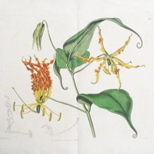 (Glorioso Lily) London: J. Ridgeway, 1816.