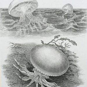 (Jelly Fish) Universal Dictionary. London: Longman, Hurst, Rees, Orme & Brown, 1820
