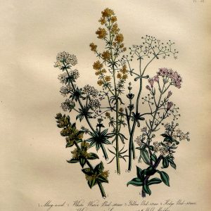 Plate 39. Jane W, Loudon. (Bed-straw, Madder, Whip-tongue) British Wild Flowers. London: William Smith, 1849.